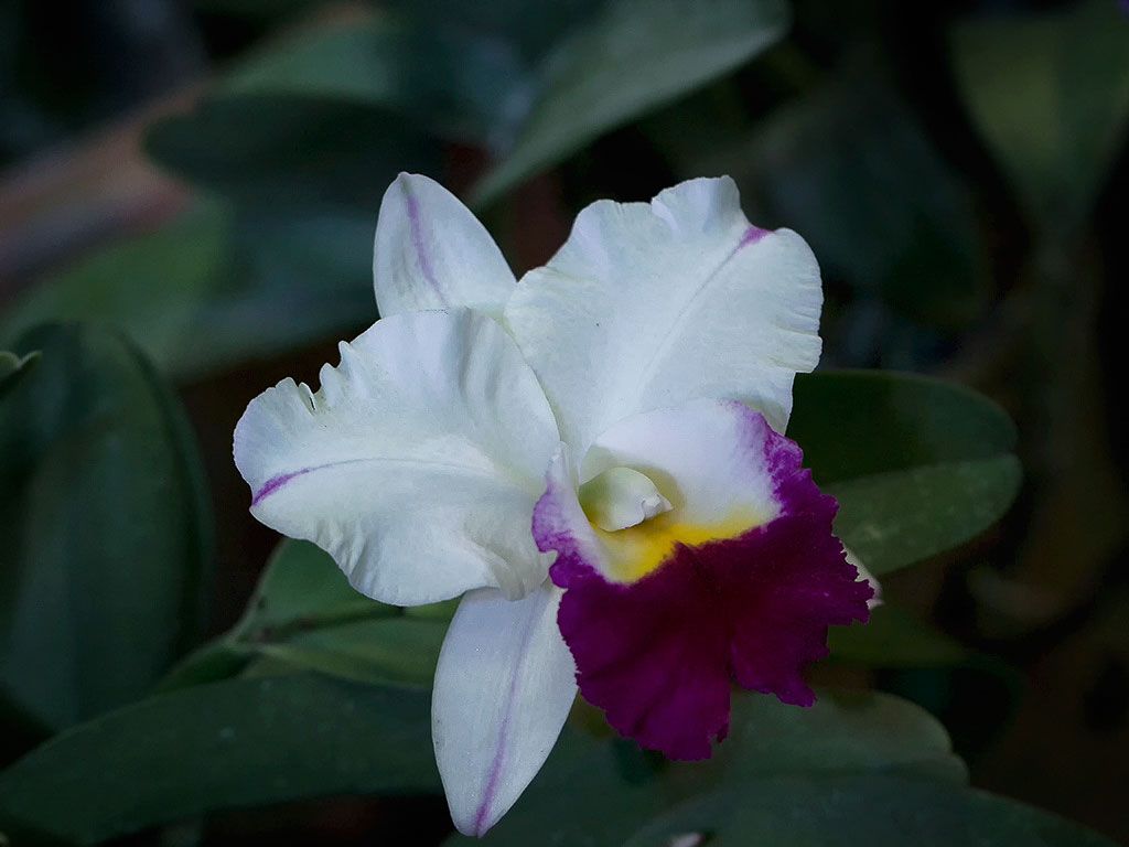 orchid34