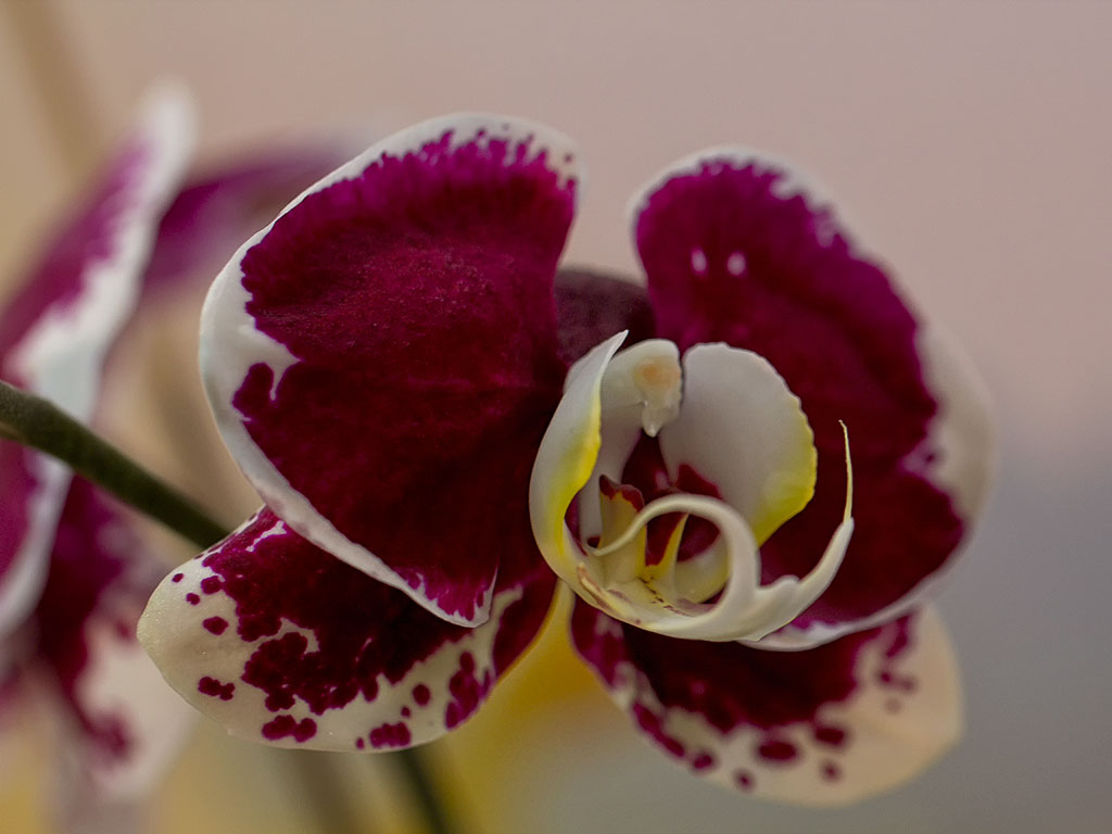orchid36